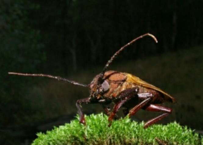 美国大蟑螂做的药水祛痘,蟑螂可以用来做什么药水
