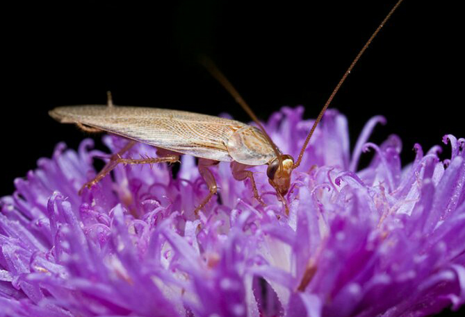 哪些昆虫可以在核辐射生存,核辐射后的昆虫