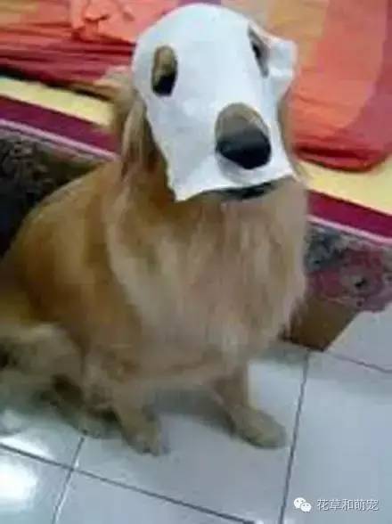 狗狗贴面膜,狗狗敷面膜