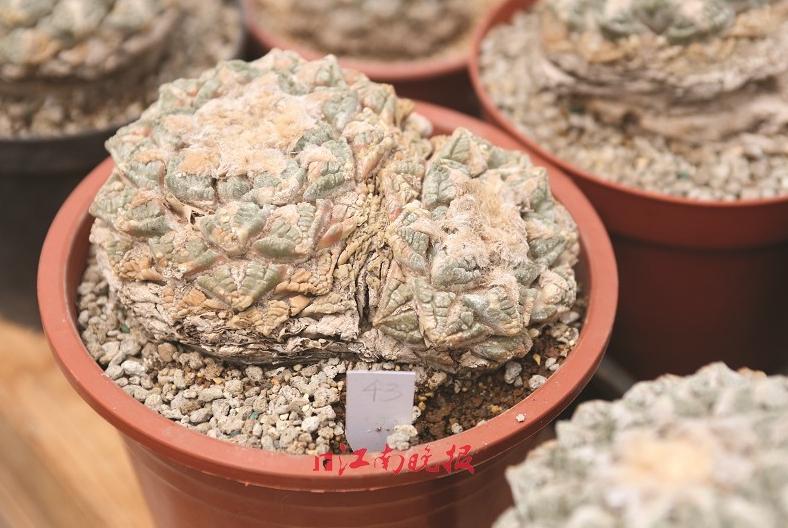 骨灰级玩家玩“萌肉”竟合伙*私走**