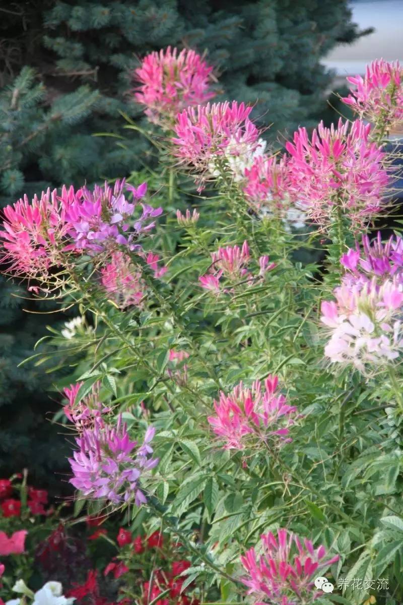 20种一二年生花卉,22种花朵