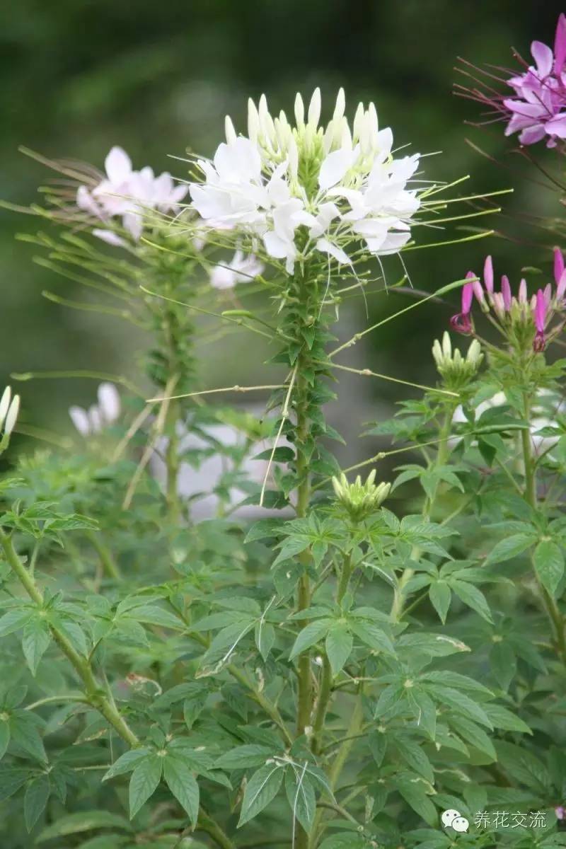20种一二年生花卉,22种花朵
