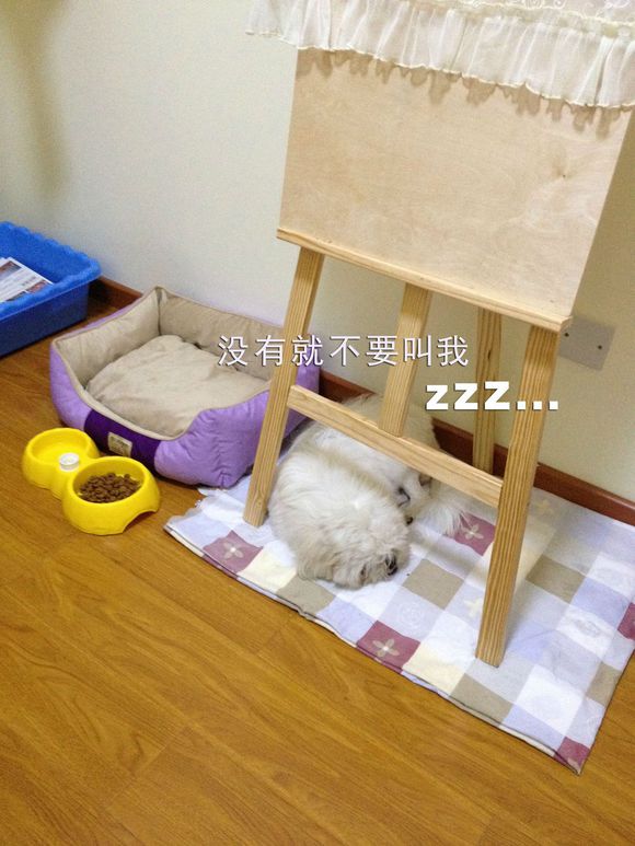 拯救狗狗不被蜜蜂蜇,拯救狗狗原版