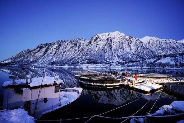 淡水三文鱼和虹鳟鱼的区别,三文鱼和淡水虹鳟的区别