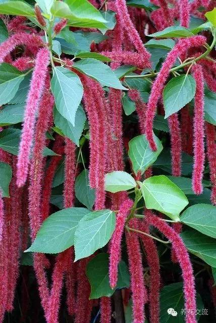 20种常见植物,常见的热带植物盆栽