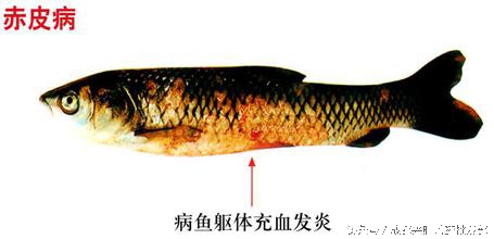 鱼类水霉病视频,鱼病赤皮病专用药