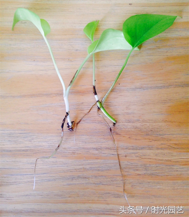 水培绿萝的自然笔记,水培绿萝和水培吊兰