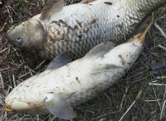 《渔获战报》大青鱼爆连引发的连环事件