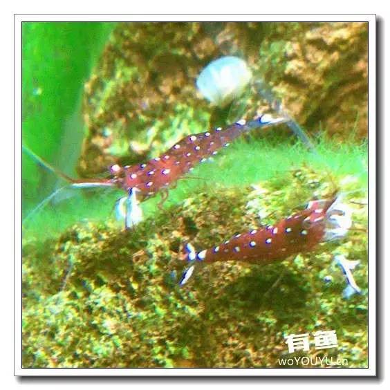 养虾死亡率高,养虾如何避免死亡