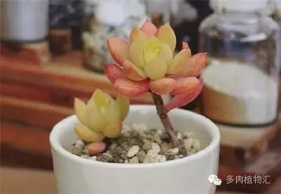 多肉植物黄叶是怎么回事,多肉黄叶发霉怎么治