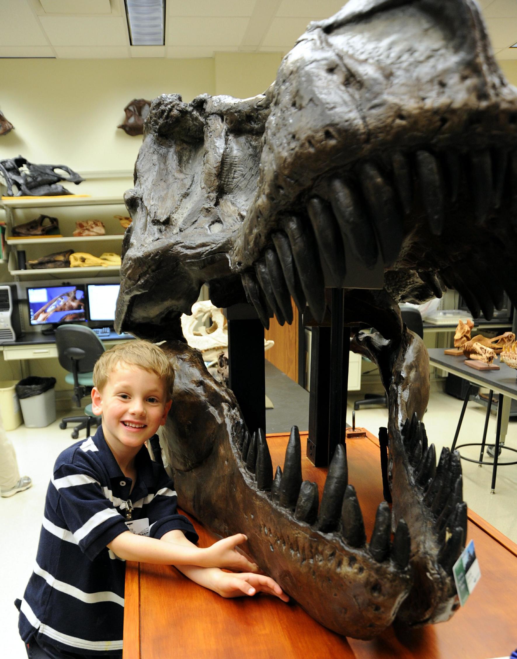 一锤子打断暴龙腿的中生代的“坦克”——甲龙