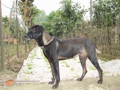 中国本土十大猎犬排行榜,中国本土最原始的猎犬
