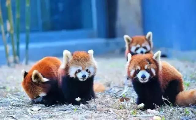 深圳东部华侨城游玩和消费,深圳东部华侨城详细攻略