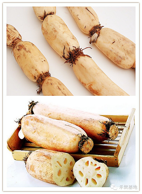 莲花很美,莲花应该怎么吃