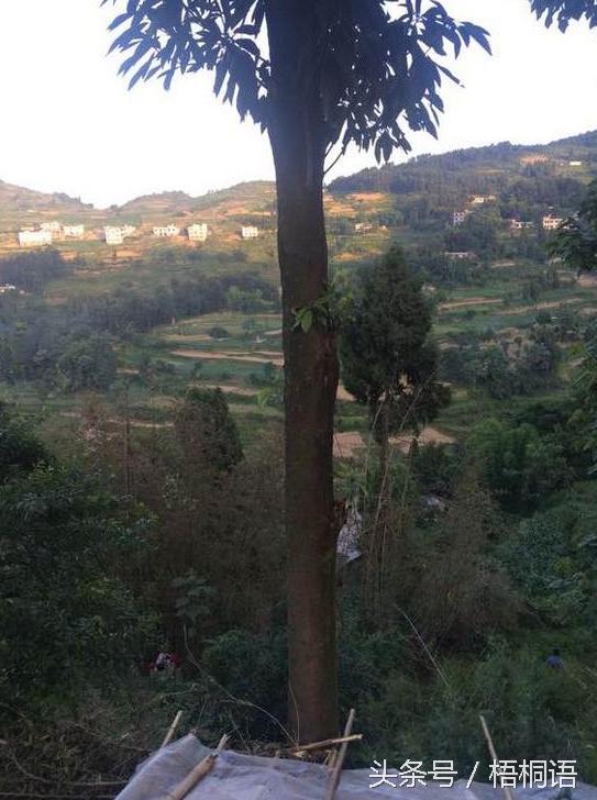 800骞撮噾涓濇鏍戣鍦熻豹涔拌蛋鏄湡鐨勫悧,绉嶆閲戜笣妤犳湪楠楀眬鎻