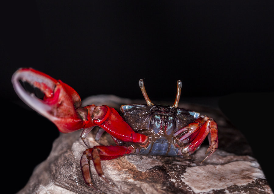 潮汕人腌制的螃蟹,潮汕人的腌制小河蟹