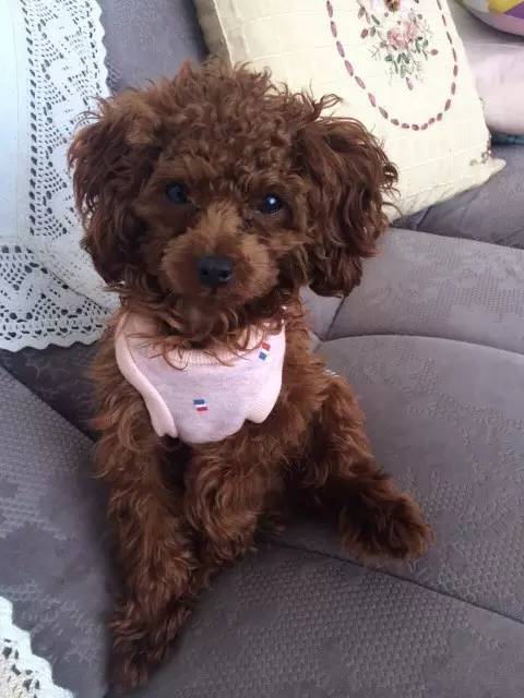 铲屎官血泪控诉，五大行为问题你家宠物有吗？