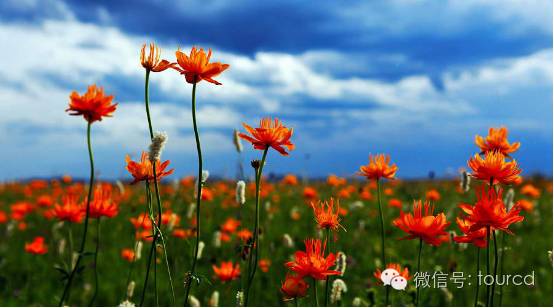 塞罕坝周末游,塞罕坝避暑攻略