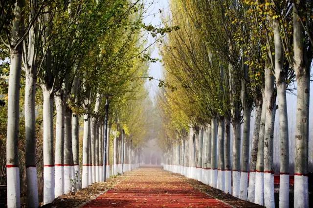 五一可以带孩子去银川吗,银川真的适合带孩子去吗