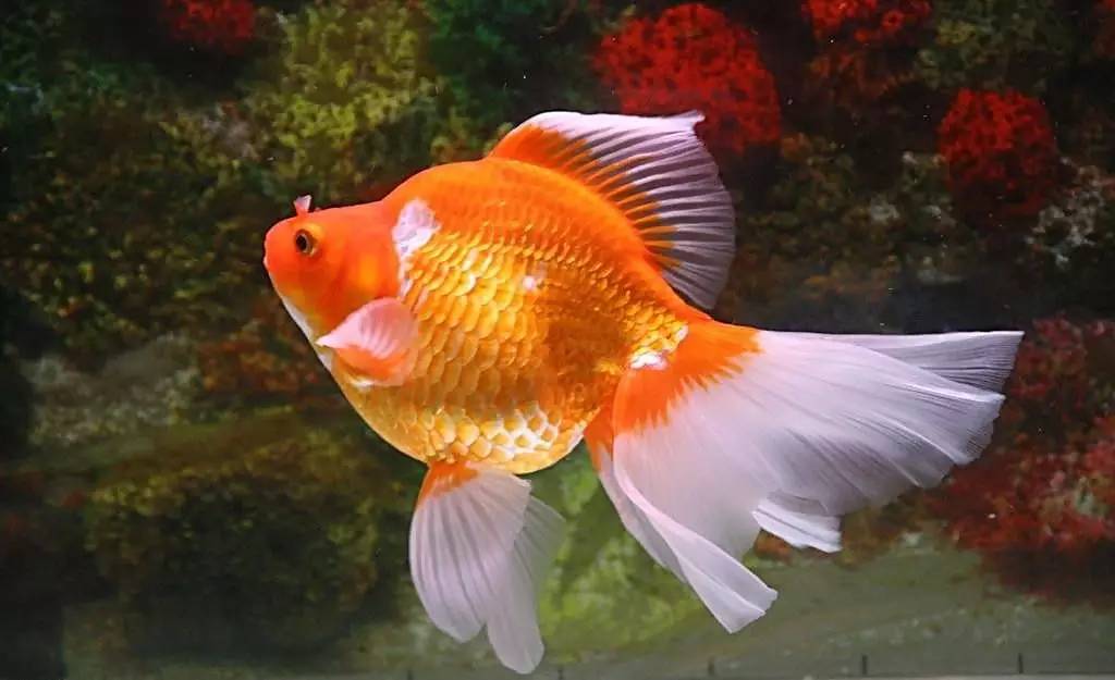 水族百科用草缸养金鱼,你要注意哦!