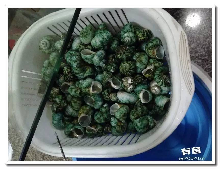 养了一个月的鱼突然大批死亡,斗鱼孵化后小鱼换水团灭