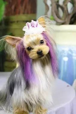 萌宠版flower约克夏,萌宠约克夏修剪技巧