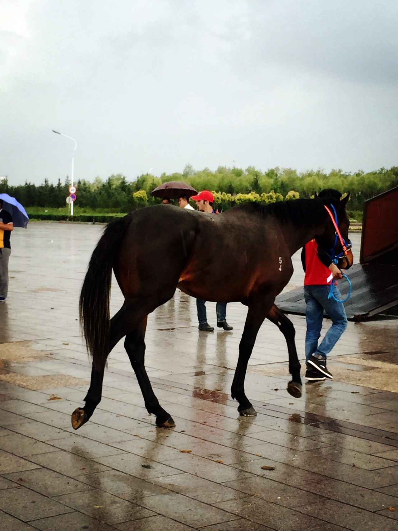 81匹新西兰纯血马及赛事用马助力驭马文化节，精彩不容错过！