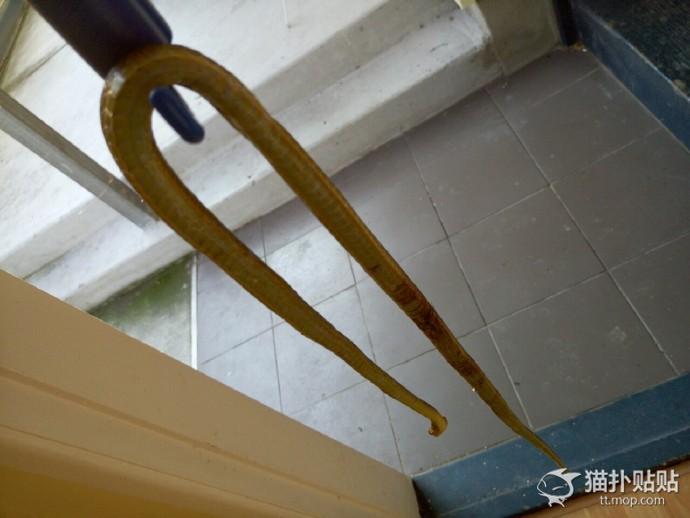 网友捡了一只老鼠,网友捡回来一只流浪猫