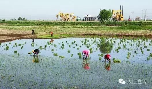 五载流金岁月　铸就风华大洼