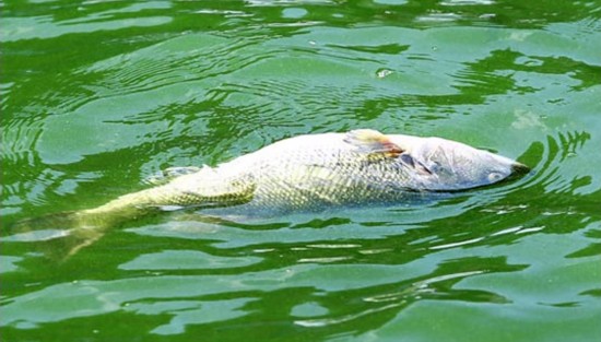 水草疯长会导致水中缺氧吗,水草缺氧死鱼