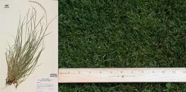 错错错，是草皮的错，可你们是否真的懂呢？