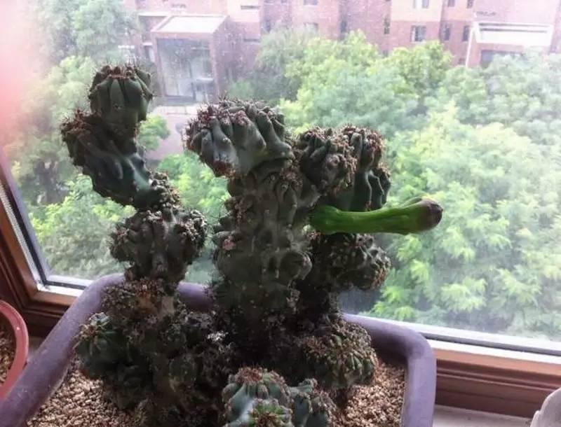 山影拳怎么养出那么怪的模样？教你杜绝病虫和开花