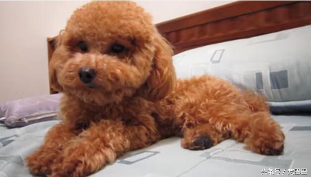 主人想跟贵宾抢东西，结果它十分生气，最后撕牙张嘴要这样对主人