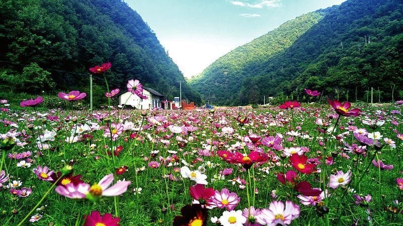 陕西100个示范村名单 (陕西省级示范村名单)