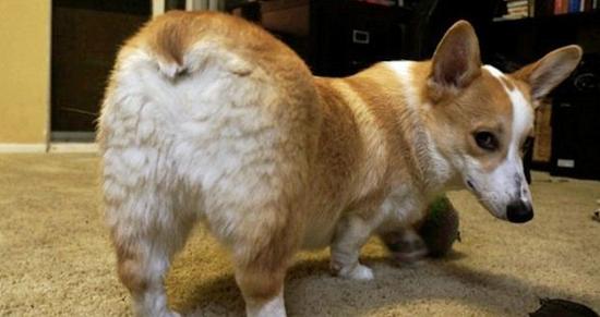 狗狗有泪痕还臭,狗狗有臭味是不是有病