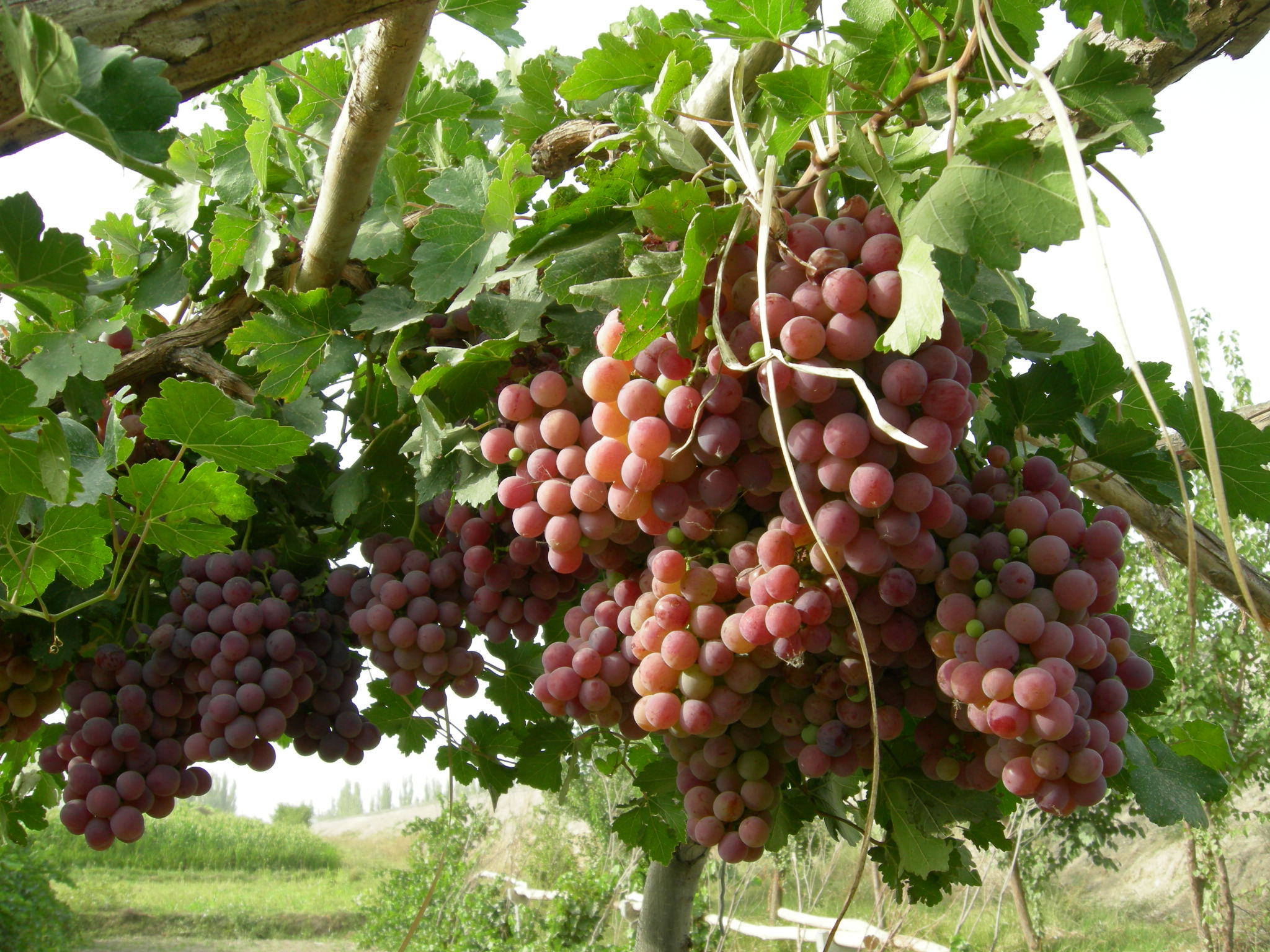 采摘葡萄游玩,最美葡萄园风景