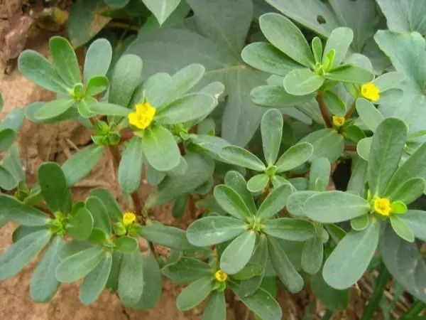 作用于肠道的抗生素,对肠道很有用的药