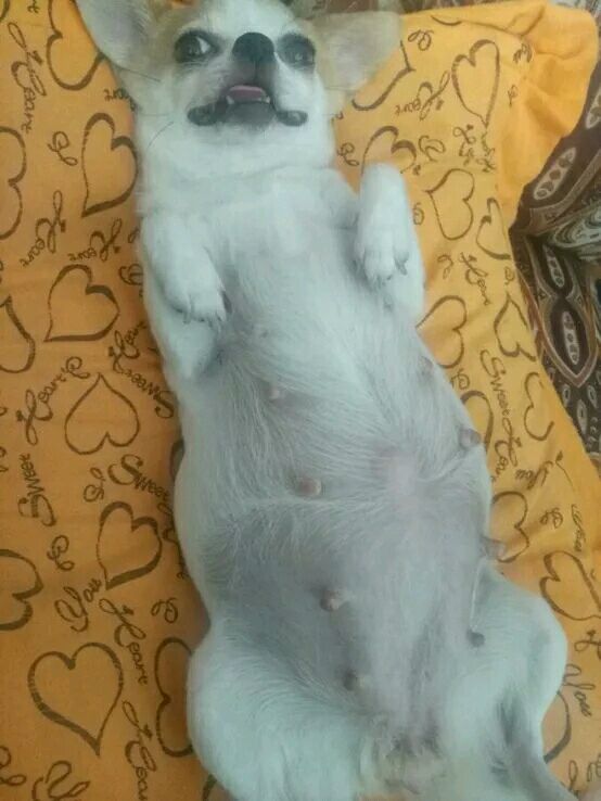 吉娃娃有没有怀孕肚子却很大,吉娃娃第一次来例假就怀孕了