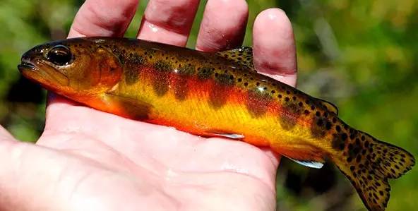 淡水三文鱼和虹鳟鱼的区别,三文鱼和淡水虹鳟的区别