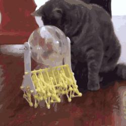 萌物东西推荐,什么萌物好看