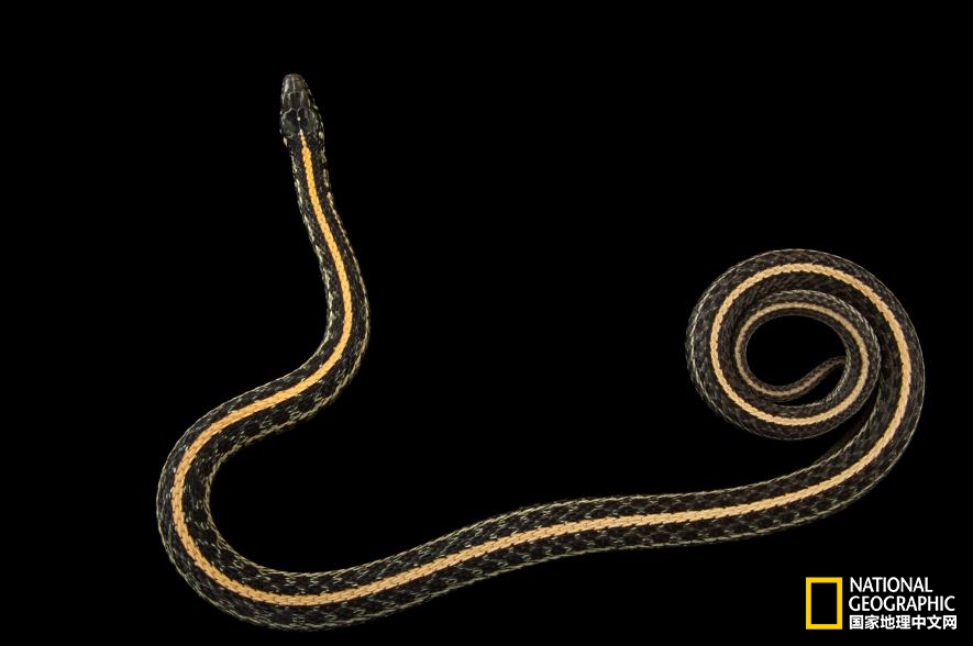 魔鬼充满诱惑力,原来恶魔也能被撩