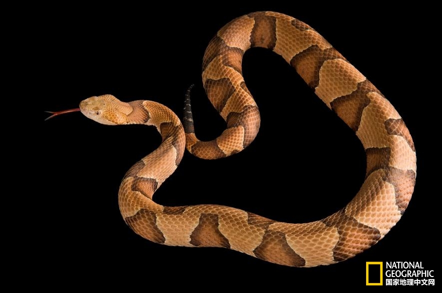 魔鬼充满诱惑力,原来恶魔也能被撩