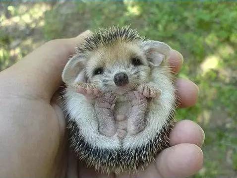 刺猬的刺刺人痛吗,刺猬的刺软的吗