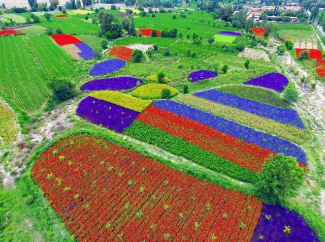 速递▏想参加金佛寺镇“花之海”观光旅游节暨第二届李广杏采摘节的友友们，节会最新进展情况在这里！