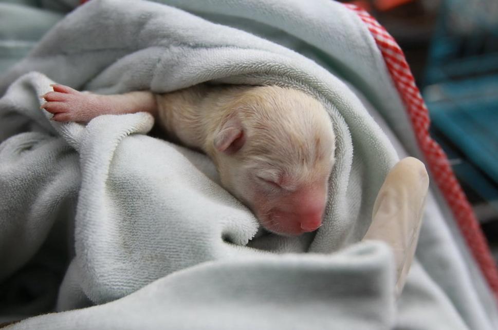 狗狗产后怎么护理,狗狗产后流鲜血用什么药