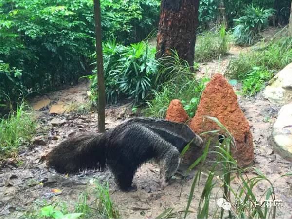 广州长隆动物园一日游攻略,长隆动物园和海洋公园哪个值得去