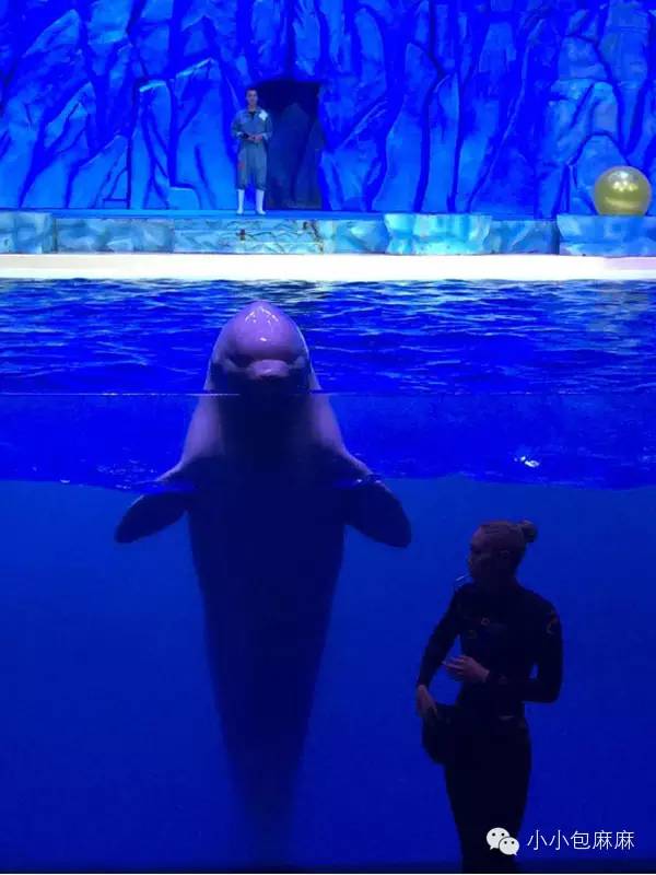 广州长隆动物园一日游攻略,长隆动物园和海洋公园哪个值得去