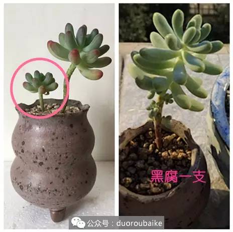 2年的多肉怎么修根换盆,多肉损失惨重的表现
