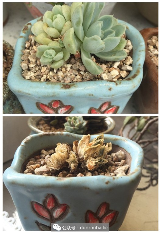 2年的多肉怎么修根换盆,多肉损失惨重的表现