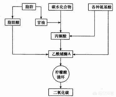 脂肪如何排出体外动画,减肥脂肪排出体外了吗